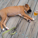 Image for article titled Coors is paying for dog adoptions, turning Cuffing Season into Leash Season
